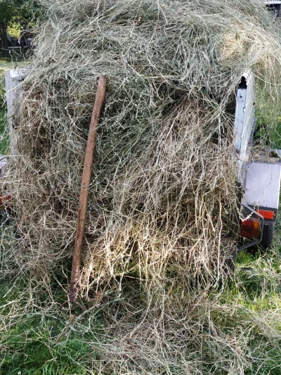 Krasparov - Jak chłop napisał różowej, że ma kupę siana to się jej oczy zaświeciły al...