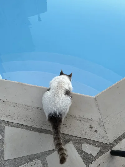 asdfghjkl - kot mi wypija wodę z basenu. po co to robi nie mam pojęcia bo ma wodę w m...