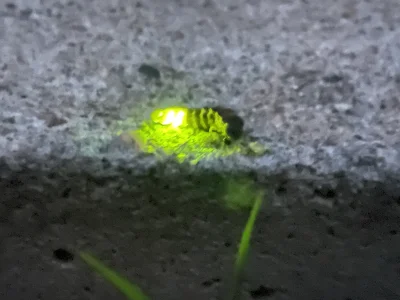 cuda_maker - Świetlik świętojański (Lampyris Noctiluca) (samica) Hej! Będę wrzucał po...