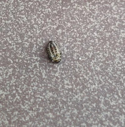 Gerwazy00 - Co to za robak? Łazi mi tego trochę po balkonie

#robaki #owady