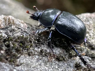 cuda_maker - Żuk leśny (Anoplotrupes stercorosus) Hej! Będę wrzucał pod tagiem #cudak...