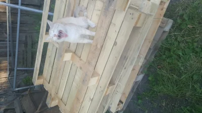 zenek-stefan1 - @zenek-stefan1: