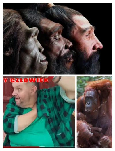 Bekabeka82 - Ewolucja. Juz nie małpa, jeszcze nie homo sapiens. Myslicie, ze mimo wsz...