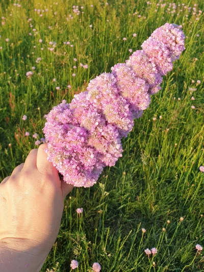 BMTXS - Letnia #tworczoscwlasna i #diy z łąkowych kwiatków 乁(♥ ʖ̯♥)ㄏ
