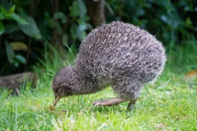 e.....u - Dupeczki z instagrama dostają setki plusów, a ile plusów dostanie kiwi?

...