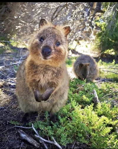 hcbadixhc - Czy sympatyczna Quokka dostanie plusa? Jak nie plus to chodziarz jakiś li...