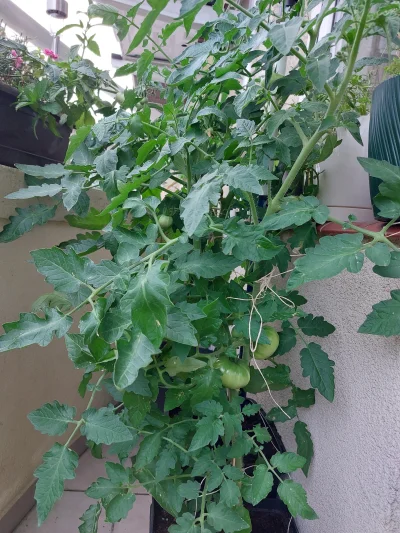 drzewnyzwierz - W ubiegłym roku posadziłam pomidory na działce, jednak po tygodniu ro...
