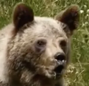 PiersiowkaPelnaZiol - @zwi3rz4k: mi to się ten polski niedźwiedź nie podoba, jak taki...