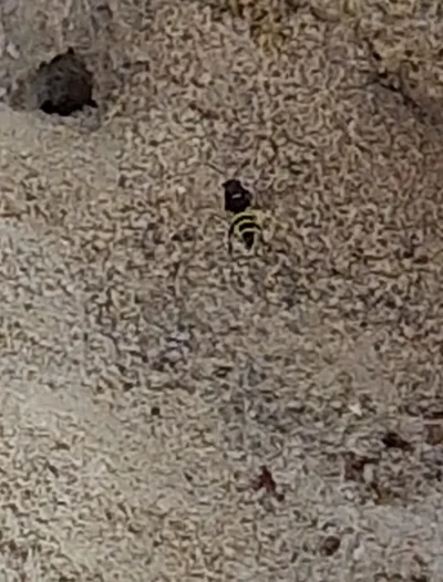 Adam_Hilter - Mircy z tagu #owady #pszczoly 
Mam całą piaskownicę dla dzie przekopaną...