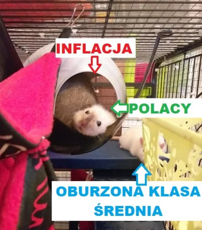 olgucha - Irenka, Krzyś i Ążej prezentują pierwszą lekcję #ekonomia
#szczur