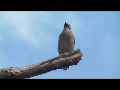 orkako - Wiedziałem, że szpaki potrafią naśladować dźwięki innych ptaków, ale nie wie...