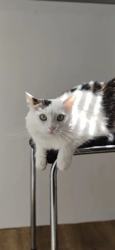 WideOpenShut - Kot zadowolony bo w końcu ma siatkę na balkonie ʕ•ᴥ•ʔ
#koty #kot #poka...