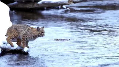 cheeseandonion - >This clip from BBC Planet Earth II, shows a bobcat jumping over a r...