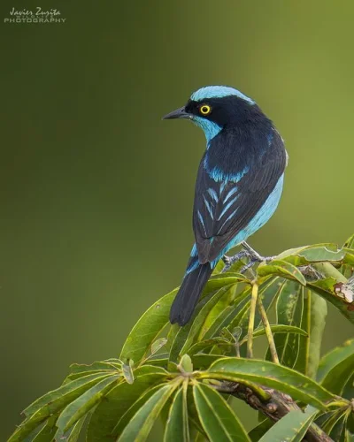 Lifelike - Cukrownik modrołbisty (Dacnis lineata)
Autor
#photoexplorer #fotografia ...