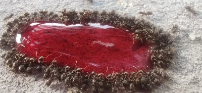 Mete - mróweczki sobie pijo soczek ( ͡° ͜ʖ ͡°)
#fotografia