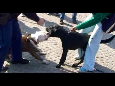 czosnkowy_wyziew - @ChamskoCytuje: gaz vs pies podczas ataku