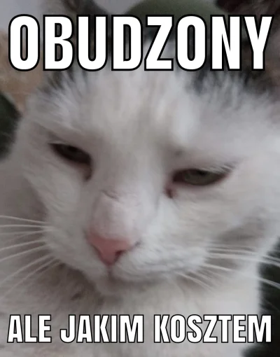 cutecatboy - Popełniłem mema z moim #kitku 

#koty #pokazkota