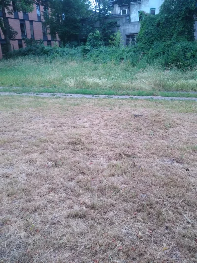 walerr - Bezsensowne koszenie trawy w upały doprowadza do tego że po jednym dniu traw...