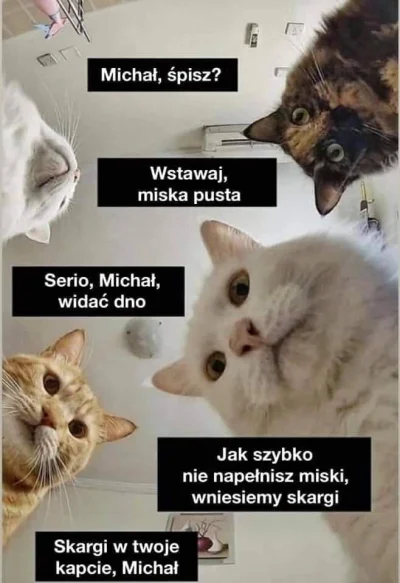 otacon - #heheszki #koty