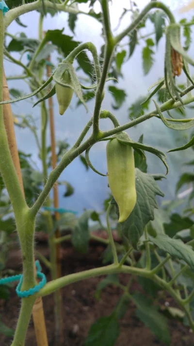 Niewiemja - Śmiesznie rosnący san marzano sel redorta, chyba rośnie za blisko #papryc...