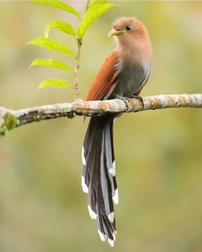 Lifelike - Rudzianka wielka (Piaya cayana)
Autor
#photoexplorer #fotografia #ornito...