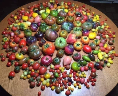 Catit - Wszystkie odmiany pomidorów na jednym stole 
#ciekawostki #kuchnia #znalezio...
