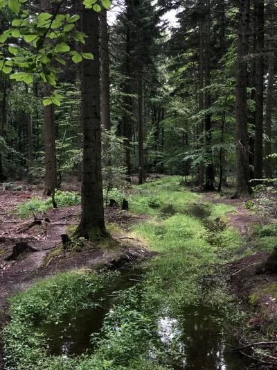 polisz_kieubasa - Jestem na Głównym Szlaku Świętokrzyskim. I powiem wam, że odcinek o...