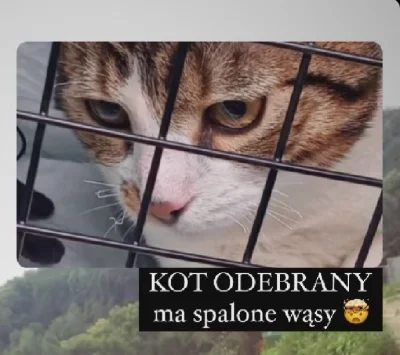 usser_ - Katowany kot został odebrany przez OTOZ. Ma spalone wąsy, co dowodzi wcześni...