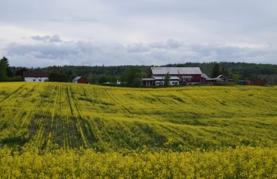 andale - #andrzejnarowerze
Końcówka maja w Norwegii mijała pod znakiem kwiatów. Kwitł...