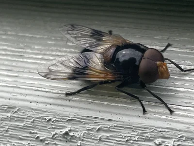 cuda_maker - Trzmielówka leśna (Volucella pellucens) Hej! Będę wrzucał pod tagiem #cu...