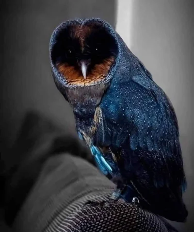 cheeseandonion - https://www.eadt.co.uk/news/business/watch-rare-black-barn-owl-a-1-a...