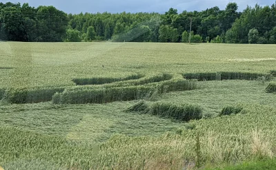 sezan - Na wielu polach na Litwie są takie wygniecione dziwne kształty na polach. Kto...