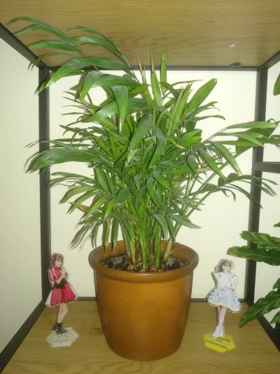 Zoyav - wstaw tu zdjęcie ulubionej roślinki ze swojej kolekcji ( ͡° ͜ʖ ͡°)

#roslin...