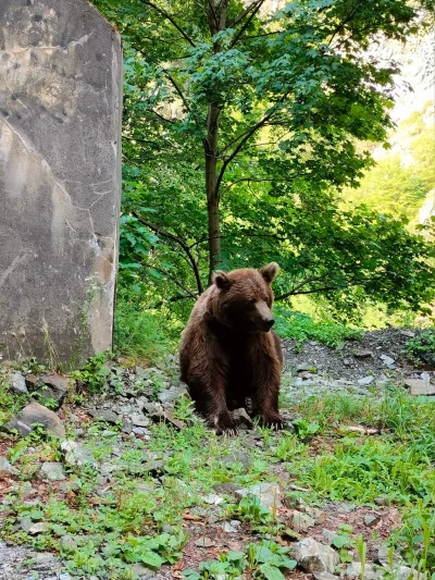 Owlosiaty-Dzik - Spotkałem takiego koleżkę