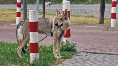 chanoja - Mircy, ktoś z wilkiem po mieście na spacery chodzi #zwierzaczki #smiesznypi...