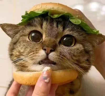 Nowakovsky - Ktoś chętny na pysznego Catgera? ( ͡° ͜ʖ ͡°)

#koty #kitku #jedzenie