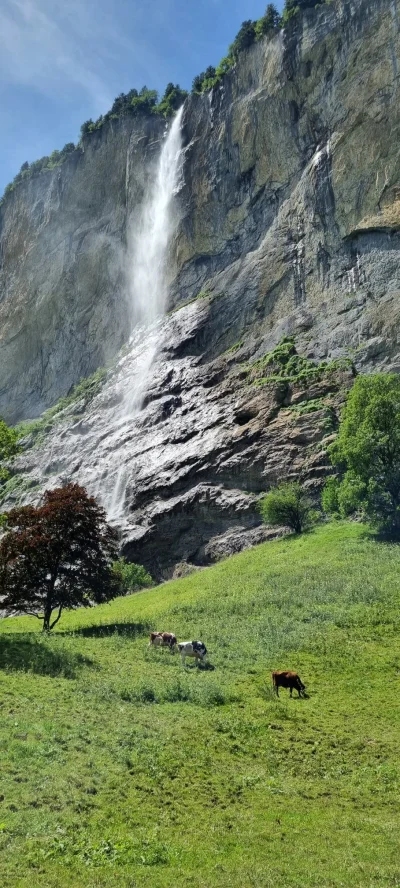 StanTheMan - Pieskie zycie szwajcarskiej krowy 
#szwajcaria #lauterbrunnen