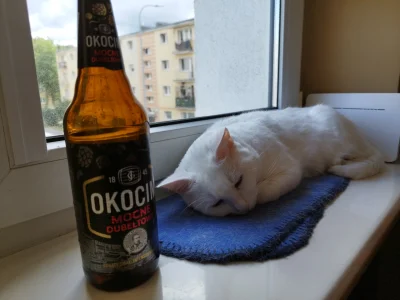 SpecjalNiefiltrowany - Po jakim piwie śpi kot?
#koty #pokazkota #kotki #pijzwykopem
