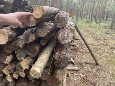 Shatter - Trudno czytać te brednie. Tłum podłapał słowo "chrust" albo "patyki", kiedy...