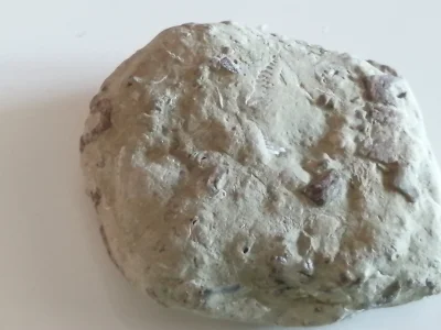 Karp_Molotow - Wykopki znalazłem taki kamień nad morzem, to jakaś skamielina chyba, w...