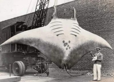 Muszu96 - Manta o wadze ponad 2200 kg złapana w Brialle w stanie New Jersey, 1933

...