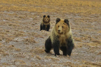 likk - zamiast powitania słów #porannaporcja błękitnych niedźwiedziów
 
Niedźwiedź ...