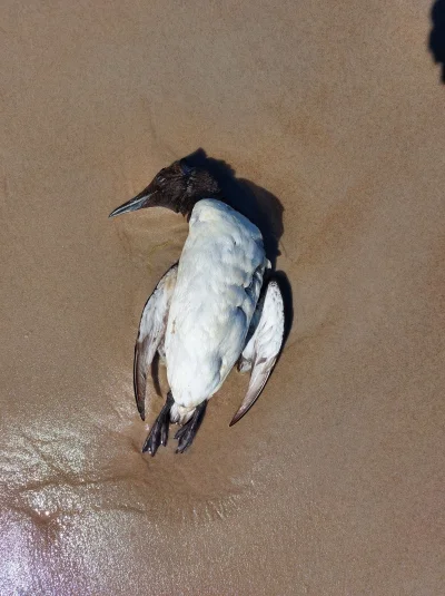pogop - Co to za ptak? Kumpel znalazł go na plaży w miejscowości Lubiatowo (na wschód...