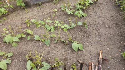 Niewiemja - Byla fasola, nie ma fasoli. Na szczęście może jeszcze odrośnie #ogrodnict...