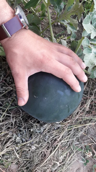 szwelx - @wertyh: hold my watermelon. I to wcale nie jest największy, nie wspominając...