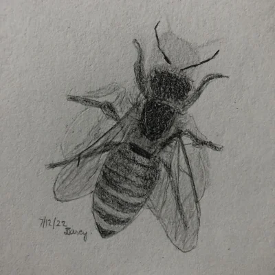 mariaerimos - #365szkicow 193/365
Pszczoła.
#tworczoscwlasna #rysujzwykopem #rysunek ...