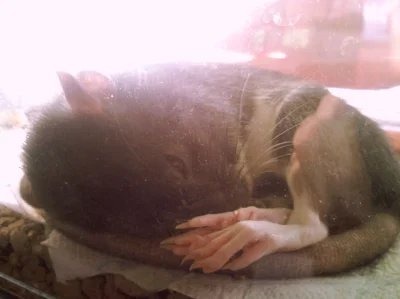 pannakota - #smiesznepieski #szczury #zwierzaczki
Nie wiem ile już lat jej ze mną ni...