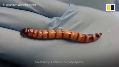cheeseandonion - >Plastic-eating superworms with ‘recycling plant’ in their guts migh...