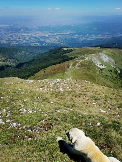 losowynick13 - bezpański pies typu górskiego se leży