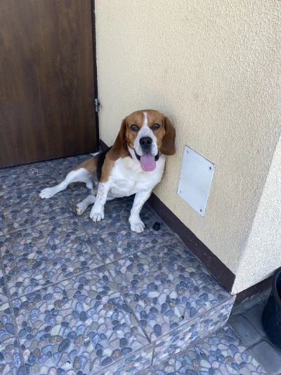 Cebulak_jpg - #pokazpsa #beagle #pies Miłego popołudnia Mirasy